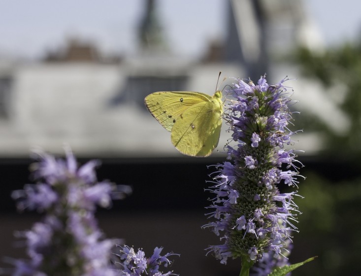 Trồng vườn ban công: 10 bí quyết của Marie Viljoen - 3