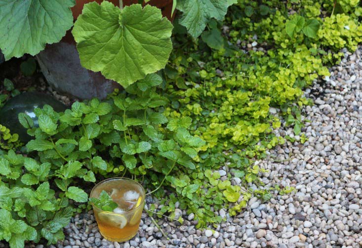 Trồng vườn ban công: 10 bí quyết của Marie Viljoen - 2