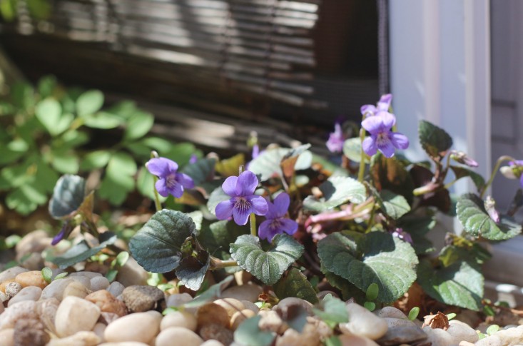 Trồng vườn ban công: 10 bí quyết của Marie Viljoen - 5