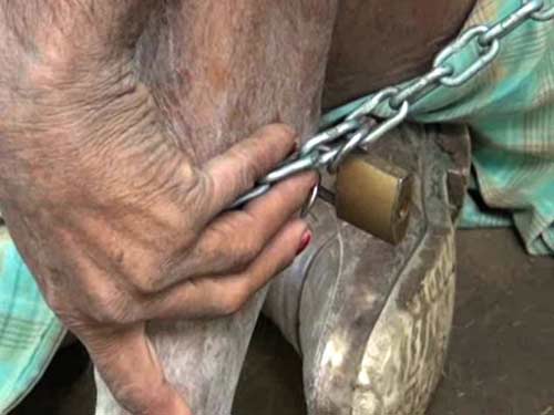 Con xích cha bị tâm thần suốt 20 năm vì nghèo - 4