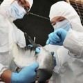 Tin tức - Phát hiện chủng virus cúm có độc lực cao tại Lào Cai