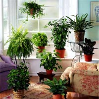 Phong thủy để tiền #039;chảy#039; vào túi không ngừng - 3