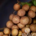 Bếp Eva - Đầu thu thưởng thức nhãn lồng ngọt lịm
