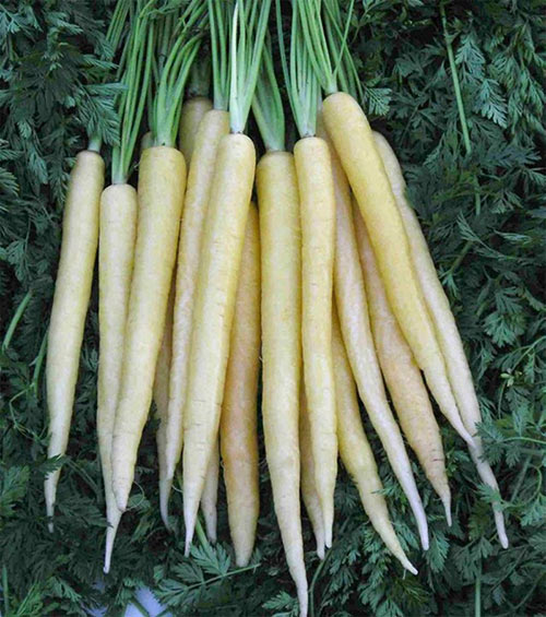 Khi trái cây có màu khác với chúng ta thường thấy - 7