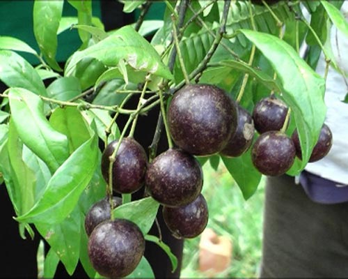 Những loại quả đẹp mắt chứa nhiều độc tố - 1