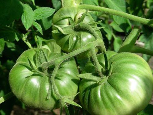 Những loại quả đẹp mắt chứa nhiều độc tố - 2
