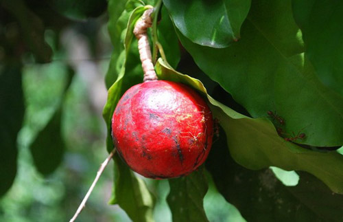 Những loại quả đẹp mắt chứa nhiều độc tố - 7