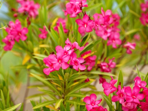 Hoa, cây cảnh chứa độc đe dọa sức khỏe - 2