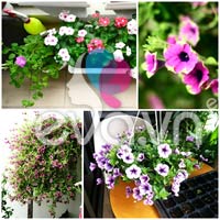 Hoa, cây cảnh chứa độc đe dọa sức khỏe - 12