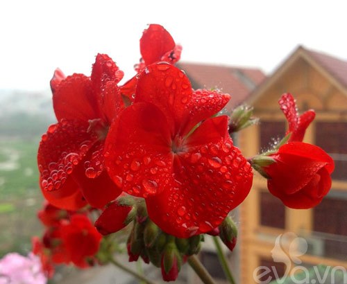 Mê mẩn ban công rực rỡ hoa ở Phùng Khoang - 10