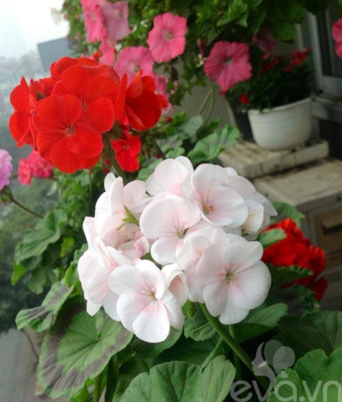 Mê mẩn ban công rực rỡ hoa ở Phùng Khoang - 3