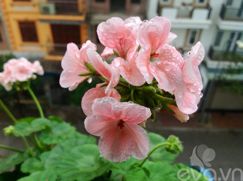 Mê mẩn ban công rực rỡ hoa ở Phùng Khoang - 11