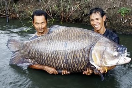 Kỳ công săn loài cá #039;khôn ba năm, dại một giờ#039; - 1