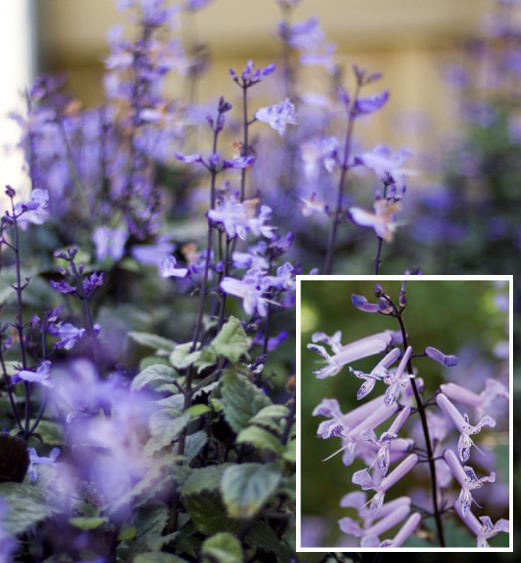 Trồng vườn ban công: 10 bí quyết của Marie Viljoen - 8