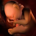 Thai nhi 33 tuần: Biết phân biệt ngày đêm