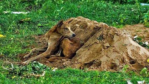 Dog on hunger strike at owner's grave for more than 2 weeks - 1