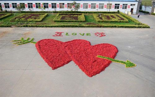 TQ: Chàng trai mang... ớt đi cầu hôn - 5