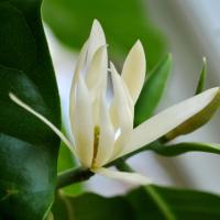 Bài thuốc từ hoa ngọc lan