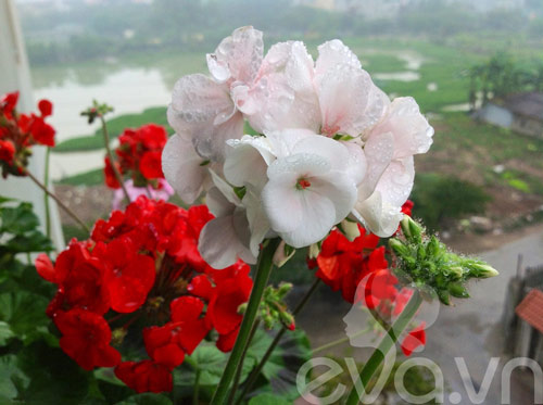 Mê mẩn ban công rực rỡ hoa ở Phùng Khoang - 9