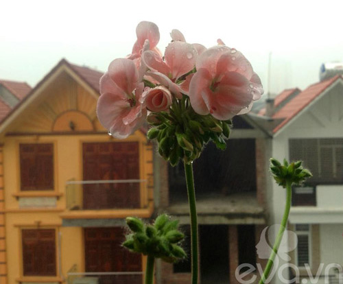 Mê mẩn ban công rực rỡ hoa ở Phùng Khoang - 13