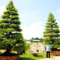 Nhà đẹp - Cặp me 150 tuổi giá trên 4,2 tỷ đồng ở xứ hoa Sa Đéc