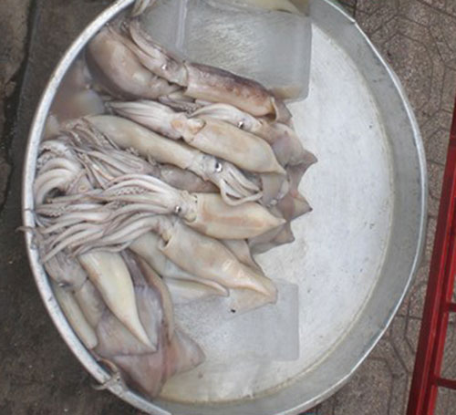 TP. HCM: Mực ‘siêu lạ’ giá rẻ như cho - 1