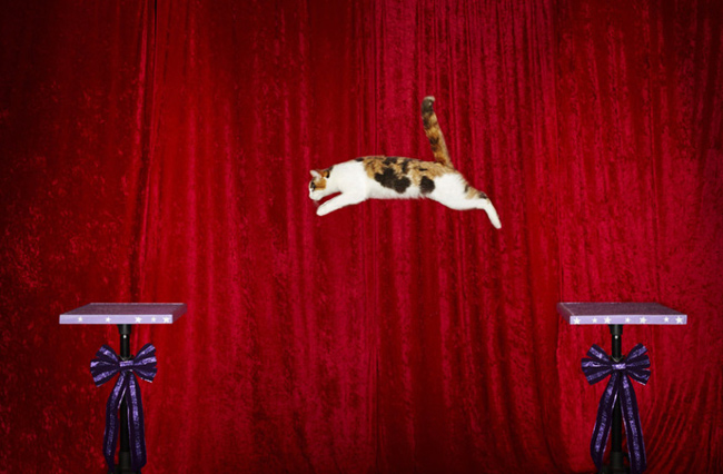 Một chú mèo đến từ Mỹ đã được ghi vào sách Kỷ lục thế giới Guinness 2015 với thành tích nhảy xa nhất.
