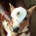Tin tức - Lạ lùng chú bê 3 mắt được tôn thờ ở Ấn Độ