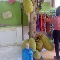 Việt Nam: Cây mít ra quả giữa cửa hàng thời trang