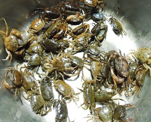 Ngọt ngon canh cua nấu thiên lý - 1