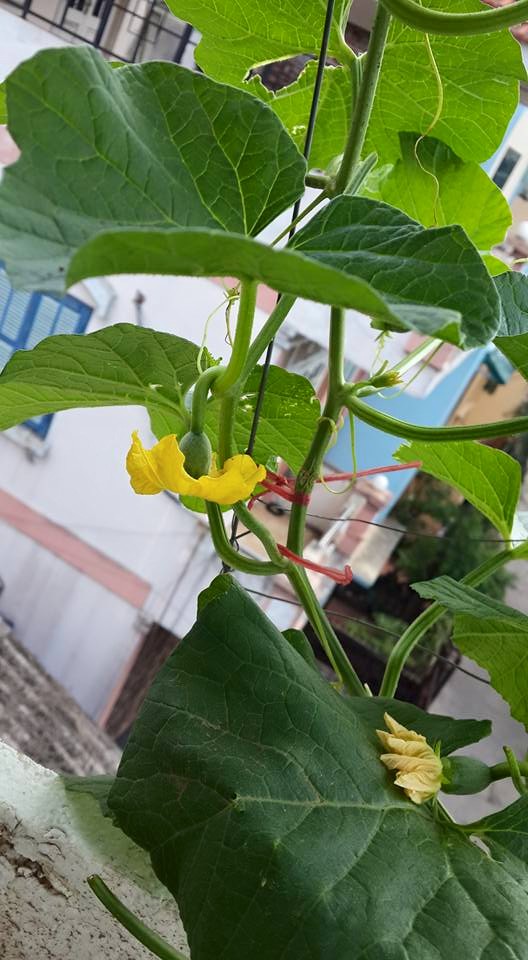 Vợ chồng trẻ chia sẻ bí quyết #039;săn#039; dưa  khủng ngay tại nhà - 8