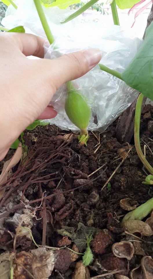 Vợ chồng trẻ chia sẻ bí quyết #039;săn#039; dưa  khủng ngay tại nhà - 9
