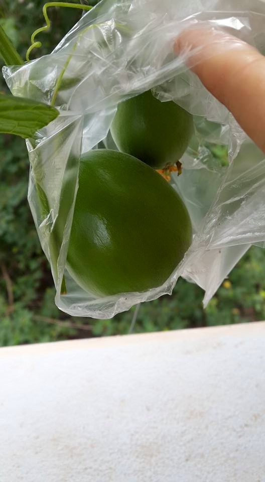 Vợ chồng trẻ chia sẻ bí quyết #039;săn#039; dưa  khủng ngay tại nhà - 16