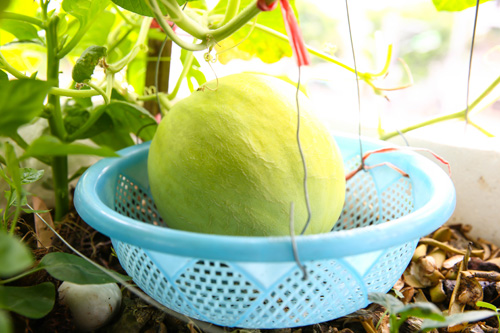 Vợ chồng trẻ chia sẻ bí quyết #039;săn#039; dưa  khủng ngay tại nhà - 3