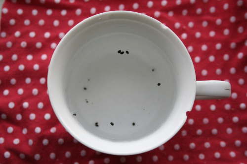 Trồng kiwi trong chậu: mát nhà mà sướng miệng - 3