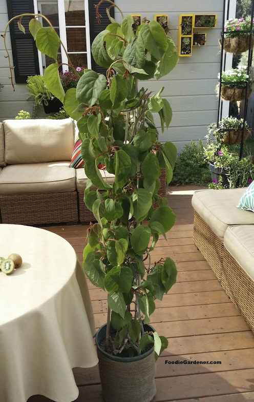 Trồng kiwi trong chậu: mát nhà mà sướng miệng - 9