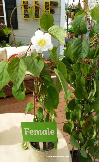 Trồng kiwi trong chậu: mát nhà mà sướng miệng - 11