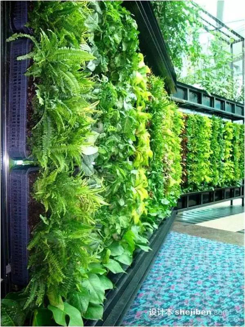 Khắp thế giới phát sốt với trào lưu #039;đào tường trồng cây#039; - 4