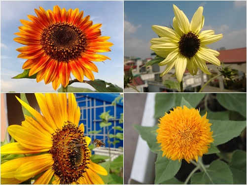 HN: Vườn trên mái ngập tràn cây hoa đẹp - độc - lạ - 1