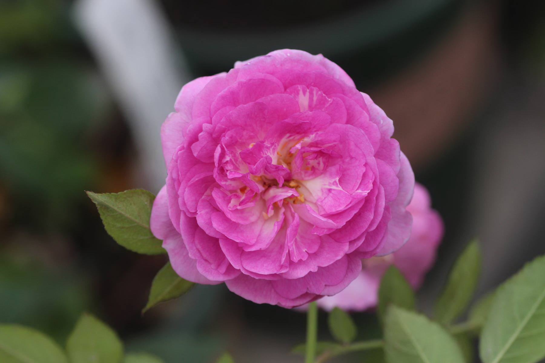 HN: Vườn trên mái ngập tràn cây hoa đẹp - độc - lạ - 7