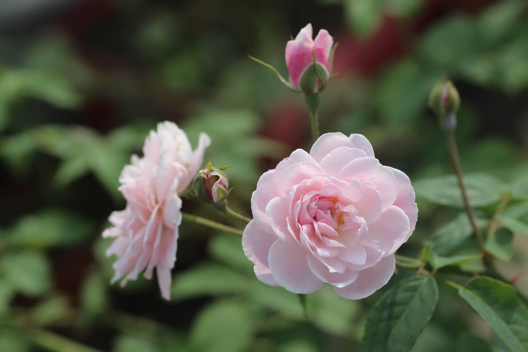 HN: Vườn trên mái ngập tràn cây hoa đẹp - độc - lạ - 8