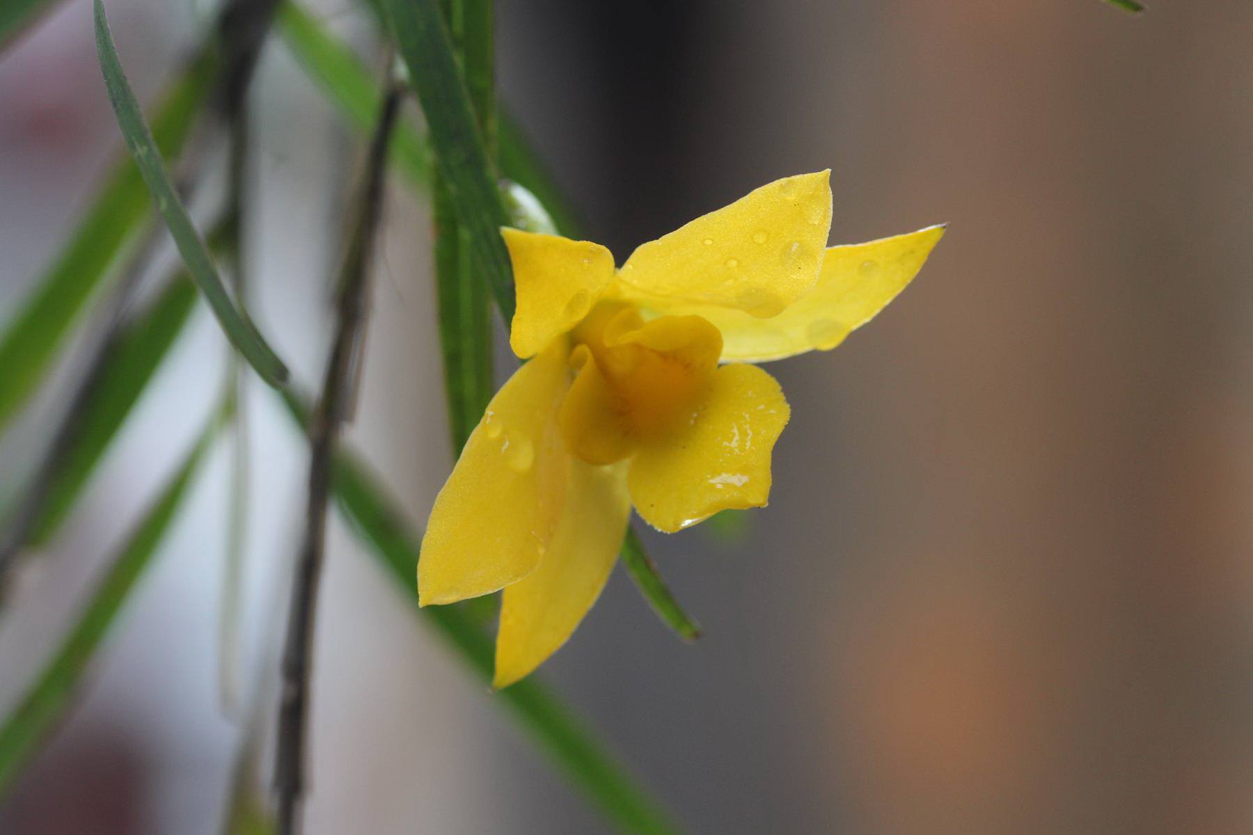 HN: Vườn trên mái ngập tràn cây hoa đẹp - độc - lạ - 4