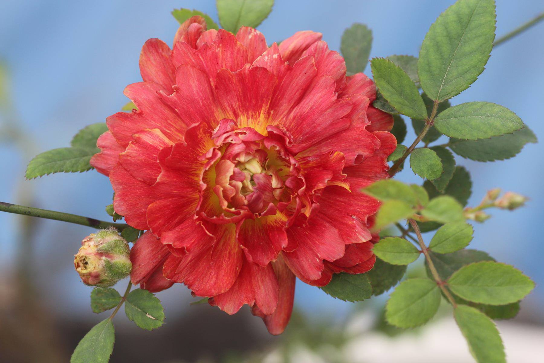 HN: Vườn trên mái ngập tràn cây hoa đẹp - độc - lạ - 5