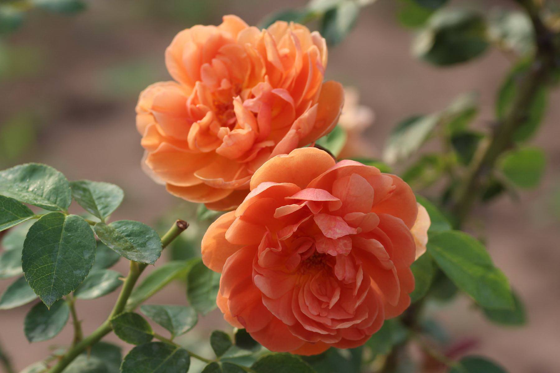 HN: Vườn trên mái ngập tràn cây hoa đẹp - độc - lạ - 10