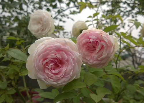 HN: Vườn trên mái ngập tràn cây hoa đẹp - độc - lạ - 12