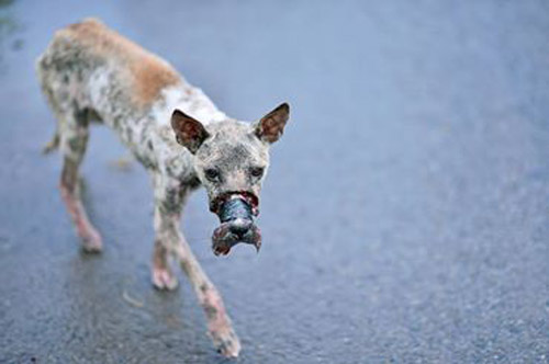 Rescuing a dog whose muzzle was tied to death in Ben Tre - 1