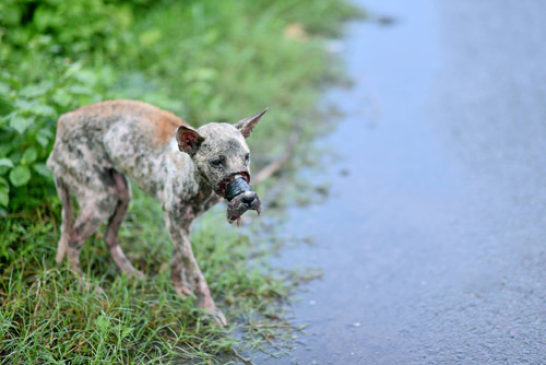 Rescuing a dog whose muzzle was tied to death in Ben Tre - 2