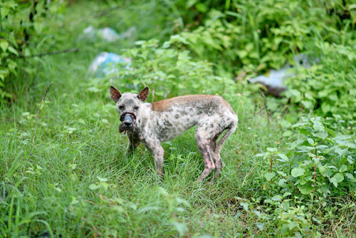 Rescuing a dog whose muzzle was tied to death in Ben Tre - 3