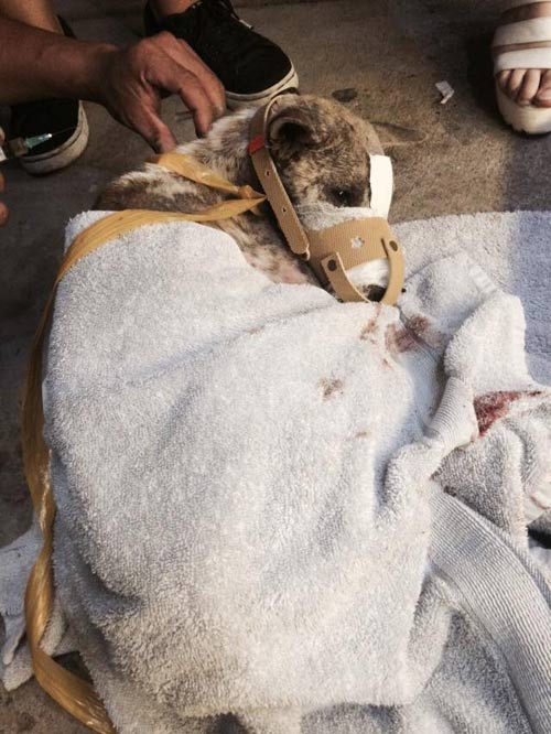 Giải cứu chú chó bị buộc mõm đến hoại tử ở Bến Tre - 8
