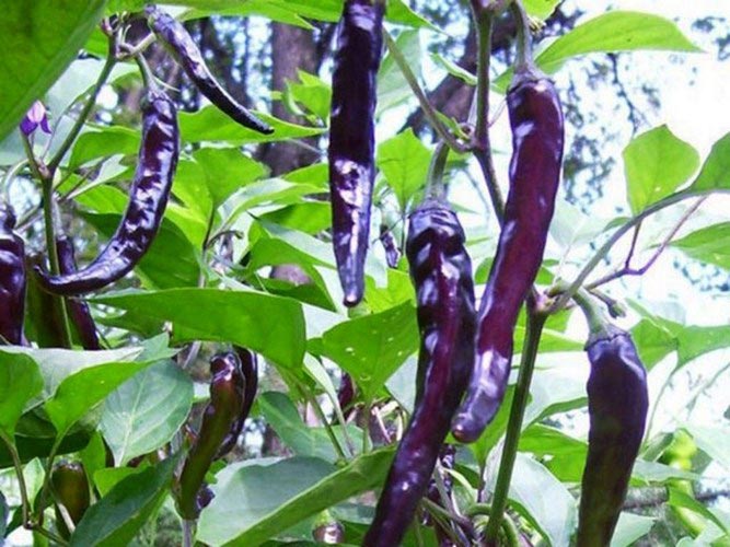 Học trồng ba loại ớt lạ đang #039;oanh tạc#039; vườn nhà Việt - 4